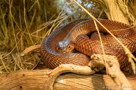 Image result for Najas horrida