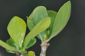 Image result for Searsia rehmanniana