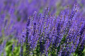 Plants with lavender colored flowers. 30 Best Plants With Purple Flowers