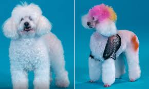 We did not find results for: Not So Pooch Perfect Bbc Show Condemned After Poodles Fur Is Dyed Daily Mail Online