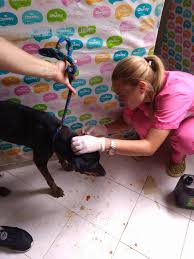 Veterinaria Patas & Pek´s