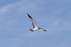 Imagem gratuita: vôo, animais selvagens, céu azul, gaivota ...