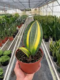 Image result for Sansevieria