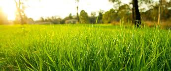 Check spelling or type a new query. Southern Edge Lawn Care Linkedin