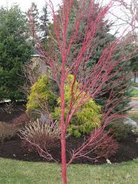 Our nursery grows millions of trees and shrubs for projects across the. Plant Profile Japanese Maple Houzz Nz
