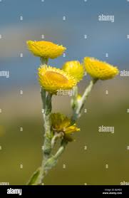 Image result for Helichrysum decorum