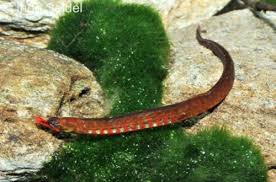 Image result for Amphicarpaea africana