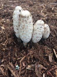 Image result for Coprinus comatus