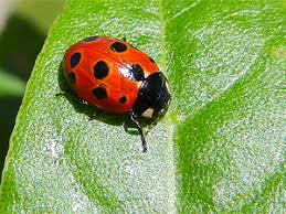 Das könnte dich ebenfalls interessieren. Tiere Im Garten