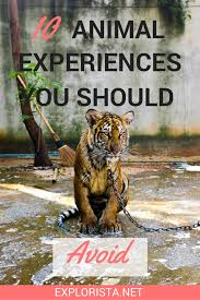 10 Travel Experiences With Animals You Should Skip Wildlife Travel Animal Experiences Travel Experience