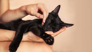 He's got an amazing name, and an even more intriguing backstory. 15 Amazing Black Cat Names You Will Absolutely Love Purina