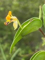 Image result for Commelina africana