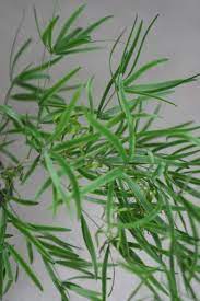 Asparagus Treefern Lovely Foliage Good For Wispy Wild Flower Look Full Of Small Sharp Thorns So Will Require Stripp Flowers Wedding Flowers Vascular Plant