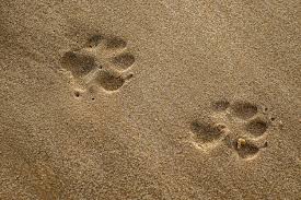 Backgrounds with a picture of a dog, paw prints of a dog and bones. 100 Dog Paw Print Pictures