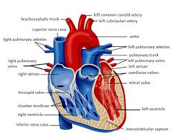Explore more available science elements and examples from the edraw free download version. Simple Heart Diagram Labeled Human Body Anatomy