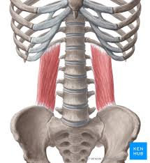 Your rib cage consists of 24 ribs — 12 on the right and 12 on the left side of your body. Quadratus Lumborum Origin Insertion Innervation Action Kenhub