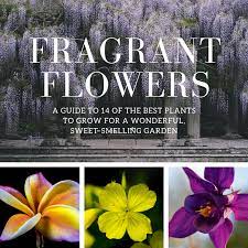 Many plants' scents are intensified at night—all the more reason to relax outdoors under the stars. 14 Of The Best Fragrant Flowers To Grow For A Sweet Scented Garden Dengarden