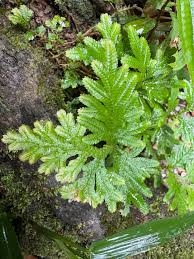 Image result for Selaginellaceae