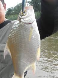 Ikan lampam atau nama saintifiknya puntius schwenfeldii merupakan ikan air tawar. Lampam Sungai Teknik Memancing Mbah Seo