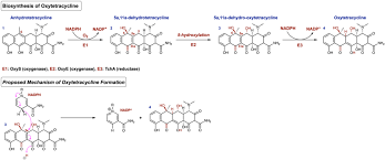 Oxytetracycline Wikipedia