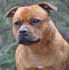 They Tried To Put Me On The Cover Of Vogue Tik Tok Pin By David Novak On Staffordshire Bull Terrier American Staffordshire Bull Terrier Domestic Dog Staffordshire Terrier