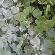 Image result for Hypoestes cancellata