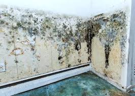 Molds are very common in buildings and homes. What To Do When You Find Mold In Your Apartment Apartmentguide Com