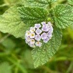 Image result for Heliotropium elongatum