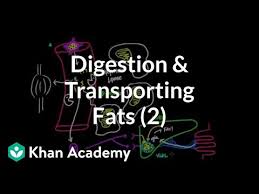 digestion mobilization and transport of fats part ii