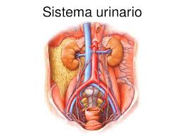 Resultado de imagen para imagenes del sistema genitourinario
