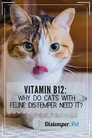 Generally Cats Get Their Daily Dose Of Vitamin B12 Also Known As Cobalamin From Their Diet Since Most Commer Homemade Cat Food Dry Cat Food Healthy Cat Food