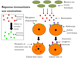 Les vidéos suivantes montrent la. Difference Entre Endotoxine Et Exotoxine