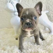 Health, temperament and socialization are our priority. The Cutest Photos Of French Bulldog Puppies Popsugar Pets