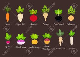 Collection Of Different Root Vegetables With Titles Vector Illustration Royalty Free Cliparts Vectors And Stock Illustration Image 108996700