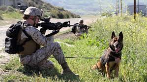 What It Takes To Become A Marine Corps Working Dog Handler Military Working Dogs Military Dogs Working Dogs