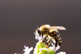 With that being said if you have 1k bee coins mined then that. Why Pollinator Diversity Matters World Economic Forum