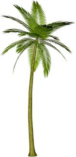 Pikpng encourages users to upload free artworks without copyright. Palm Tree Png Palm Tree Transparent Background Freeiconspng