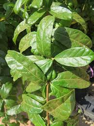 Image result for Combretum constrictum