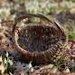 Introduction to Basketry Workshop event image