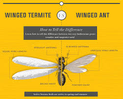 These winged ants may or may not be black, although black ants are commonly seen. Flying Ants Vs Termites Termite Or Ant