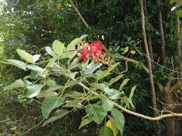 Image result for Erythrina fusca