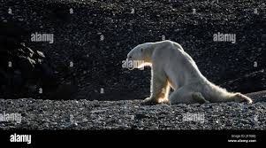 Skinny And Exhausted Polar Bear Ursus Maritimus On The Shore Spitzbergen Norway August 2016 Stock Photo Alamy