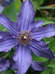 Plantsman graham rice chooses these plants with the award of garden merit Clematis Sapphire Indigo Bluestone Perennials