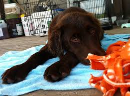 Want a cute puppy today? Boykin Lab Mix Puppies For Sale Off 51 Www Usushimd Com