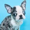 Black merle tan mit roten tan abzeichen dna at/a, d/d, e/e, m/m, b/ 50 bis 100 prozent, i/i intense ! Https Encrypted Tbn0 Gstatic Com Images Q Tbn And9gctauniwxuk7jnou9itnucdkb5mnd6qz2nxb9xpmdke Usqp Cau