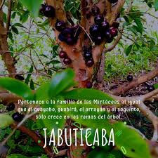 Madeira utilizada para obras de torno, carpintaria. Verdagua Evt Jabuticaba Yabuticaba Fruta Guapuru Frutosdelnea Ecoturismo Turismoeducativo Turismosostenible Facebook