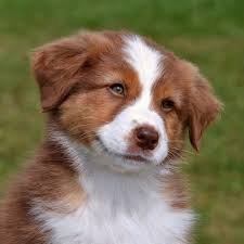 We do breed our own boxers, and we stay in contact with each and every one of their human families. The Labrador Australian Shepherd Mix Or The Aussiedor Labrottie Com