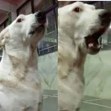 The og default xbox 360 gamer pictures ifunny. Xbox 360 Dog Pfp