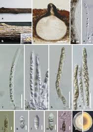 Image result for Amphiasma