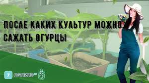 Posle Kakih Kultur Mozhno Sazhat Ogurcy Youtube